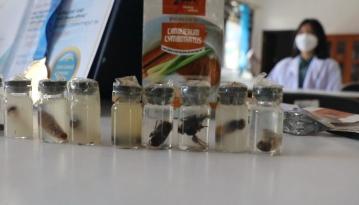 Pelajar SMAN 2 Palangka Raya Temukan Formula Pembasmi Tawon Berbahan Alami