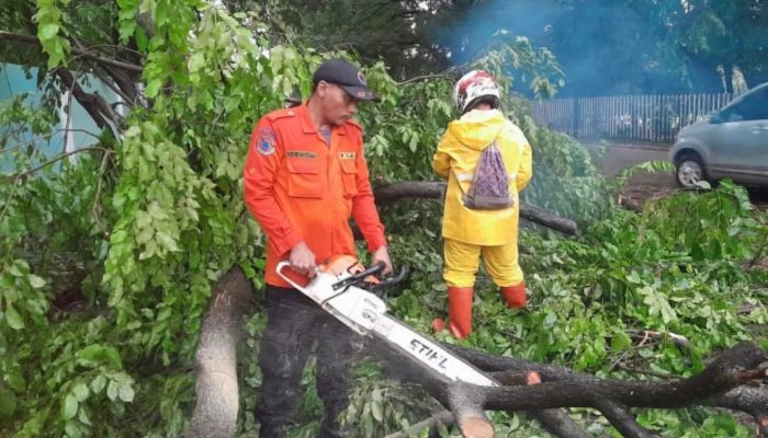 Dihantam Cuaca Ekstrem, Pohon Besar di Kota Cilegon Tumbang