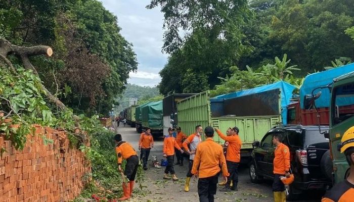 Diterjang Angin Kencang, Pohon Tumbang di Cikuasa Atas Buat Arus Lalin Sempat Macet