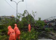 Dihantam Cuaca Ektrime, Pohon Tumbang Tutup Jalan Protokol Kota Cilegon