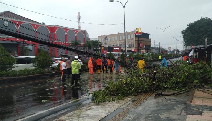 Dihantam Cuaca Ektrime, Pohon Tumbang Tutup Jalan Protokol Kota Cilegon dan Timpa Motor