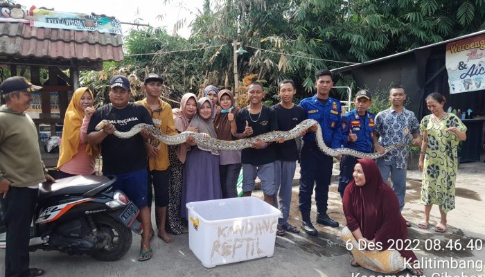 Bersarang di Pohon Bambu, Petugas Damkar Cilegon Evakuasi Ular Piton 4 Meter