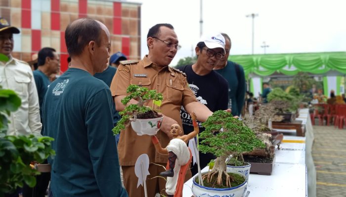 Kontes Bonsai di Cilegon, Ada 330 Pohon Ditampilkan di Halaman Parkir Transmart