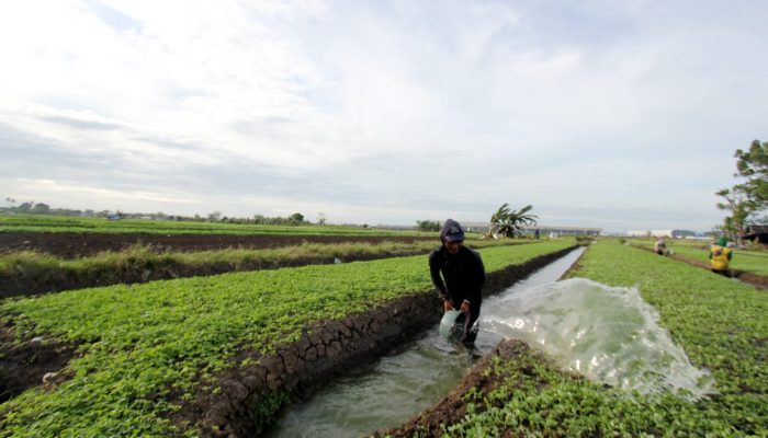 Foto: Permintaan Pasokan Sayur Jelang Nataru Masih Aman