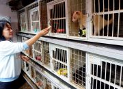 Foto: Ternak Musang Hasilkan Puluhan Juta