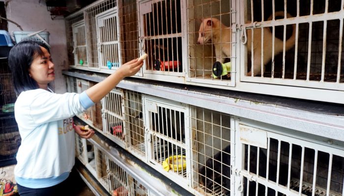 Foto: Ternak Musang Hasilkan Puluhan Juta