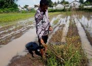 Foto: Kenaikan Harga Cabai