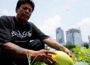 Foto: Petani Timun Suri Tetap Penen Meski Cuaca Buruk