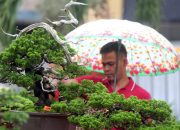 Foto: Pameran Bonsai dan Adenium