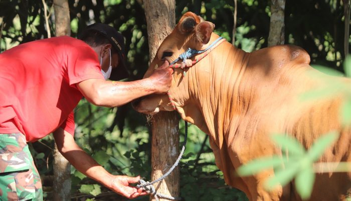 Jangan Sampai Salah, Begini Tips Memilih Hewan Ternak Berkualitas untuk Qurban