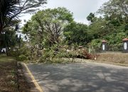 HATI-HATI, Pohon Tumbang Di Depan Mako Kopassus Kemacetan Tidak Terhindarkan