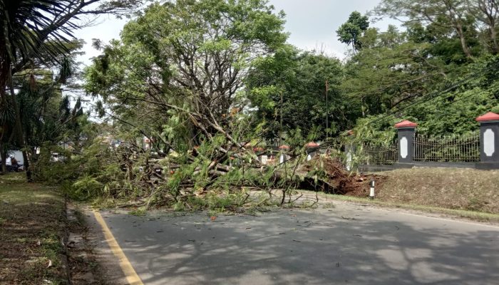 HATI-HATI, Pohon Tumbang Di Depan Mako Kopassus Kemacetan Tidak Terhindarkan