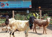 Daftar Lokasi Penjualan Hewan Kurban di Kota Cilegon