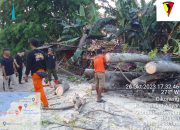 Pedagang Durian di Anyer Tewas Tertimpa Pohon Saat Sedang Berjualan