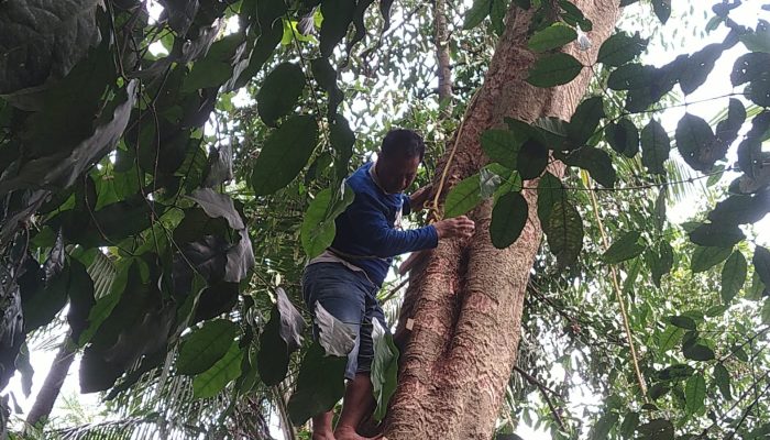 Menegangkan! Penerbang Paralayang di Cilegon Tersangkut Pohon, Evakuasi Sangat Dramatis