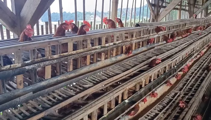 Investigasi Temukan Risiko Keamanan Makanan dan Kekejaman Hewan pada Rantai Pasok Starbucks