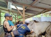 Waspadai Penyakit Mulut dan Kuku, DKPP Vaksinasi Hewan Kurban