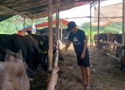Jelang Idul Adha, Hewan Kurban dari Luar Banten di Klaim Sehat untuk Dipasarkan di Kota Serang