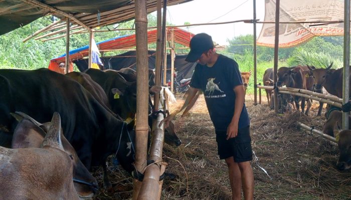 Jelang Idul Adha, Hewan Kurban dari Luar Banten di Klaim Sehat untuk Dipasarkan di Kota Serang