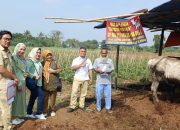 Puluhan Lapak Hewan Kurban di Cilegon Diperiksa, DKPP Temukan Hewan Kurban Berpenyakit