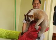 Ditemukan Warga, Kukang Jawa yang Terancam Punah di Cilegon, Dibawa BBKSDA