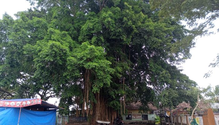 Polisi Sebut Pria di Atas Pohon Beringin di Kecamatan Petir Diduga Depresi
