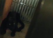 Hewan Langka Ditangkap di Mancak Serang, Sempat Teror Warga