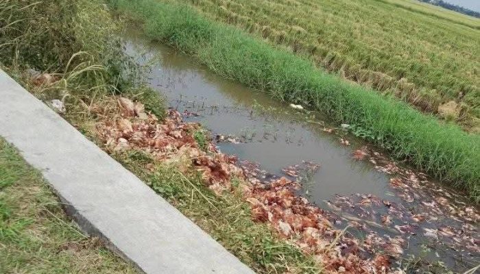 Warga Pontang Geger, Temukan Ratusan Bangkai Ayam di Saluran Irigasi