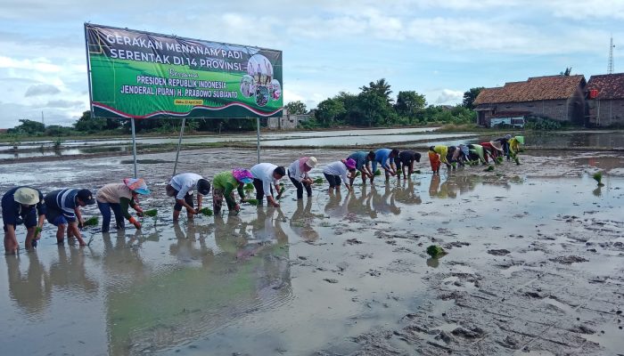 Demi Ketahanan Pangan, Lahan 150 Hektar di Cipocok Serang Ditanami