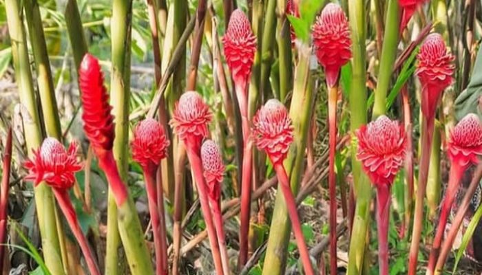 Terbongkar! Ini Rahasia Kulit Putih Mulus Suku Baduy Dalam