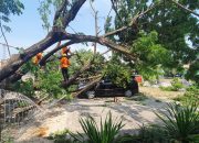 Pohon Tumbang di Depan Kantor MUI Cilegon, Mobil Sekretaris Jadi Ringsek