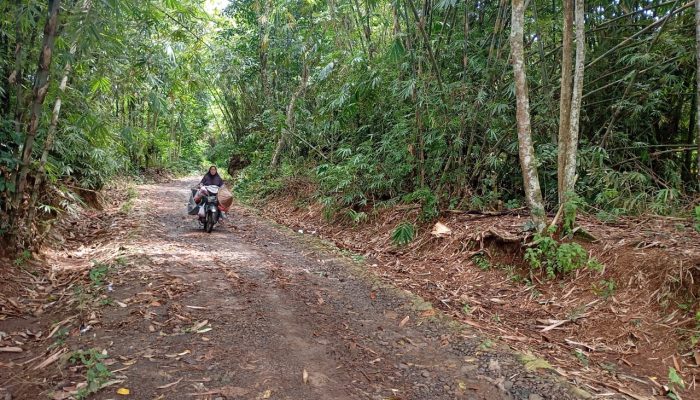 Pembangunan Jalan Desa Mangkrak, Dana Desa Petir Diduga Digondol Bendahara
