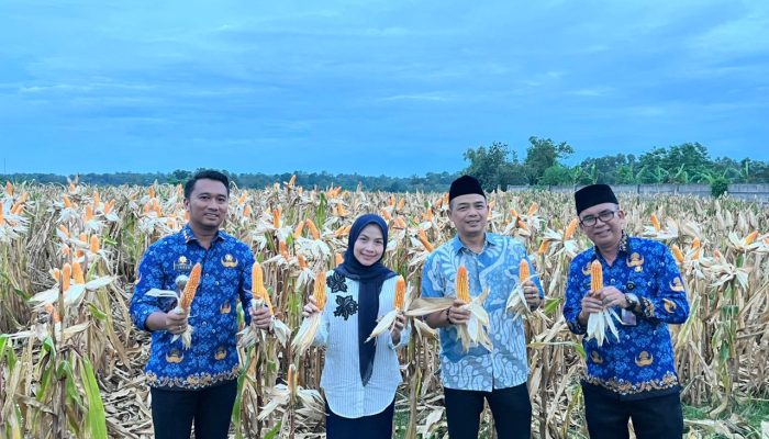 Panen Raya Jagung di Kopo, Bupati Serang Ratu Zakiyah Gaungkan Ketahanan dan Swasembada Pangan